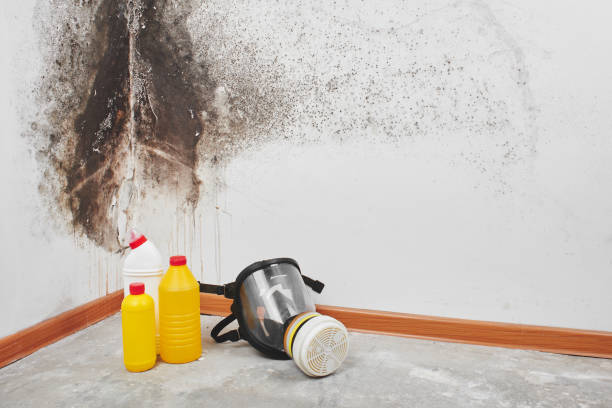 Best Residential Mold Removal  in Thousand Oaks, CA
