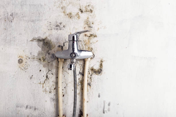 Trusted Thousand Oaks, CA Mold Removal Experts